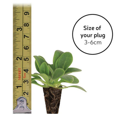Viola Most Scented Mix 48 Plug Plants