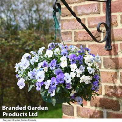 Viola Ocean Blues Preplanted Hanging Basket 8in 20cm x 1