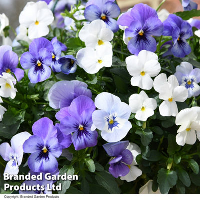 Viola Ocean Blues Preplanted Hanging Basket 8in 20cm x 1