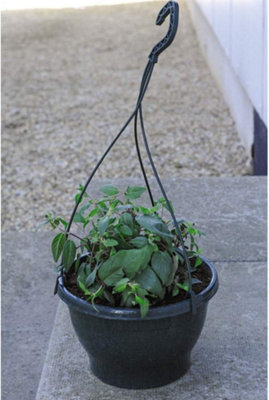Viola Ocean Blues Preplanted Hanging Basket 8in 20cm x 1 - 4