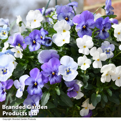 Viola Ocean Blues Preplanted Hanging Basket 8in 20cm x 4 - 3
