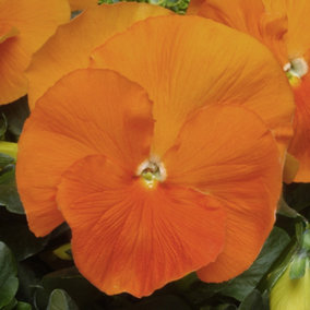 Viola Orange Bedding Plants - Radiant Blooms (10 Pack)