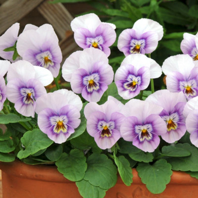 Viola Pink Halo Bedding Plants - Delicate Blooms (10 Pack)