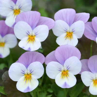 Viola Pink Wing Bedding Plants - Graceful Blooms (10 Pack)