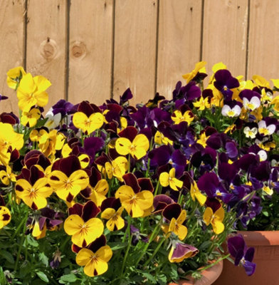 Viola Pot Pouri Mixed 24 Plug Plants