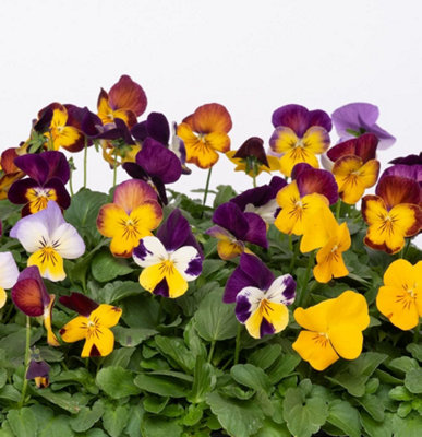 Viola Pot Pouri Mixed 48 Plug Plants - 3