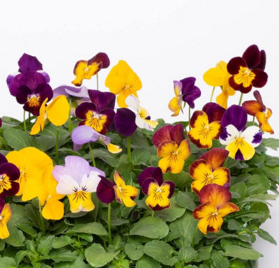 Viola Pot Pouri Mixed 48 Plug Plants - 4