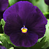 Viola Purple Bedding Plants - Regal Blooms (10 Pack)