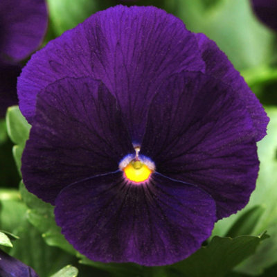 Viola Purple Bedding Plants - Regal Blooms (10 Pack)