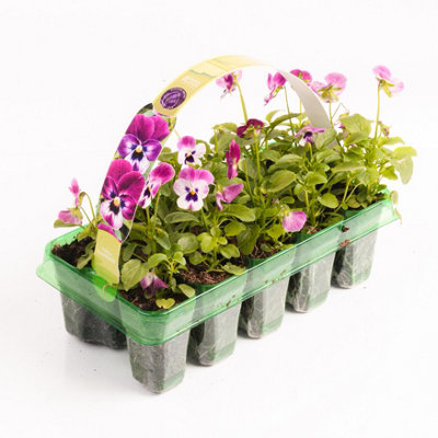 Viola Raspberry Bedding Plants - Lively Blooms (10 Pack)