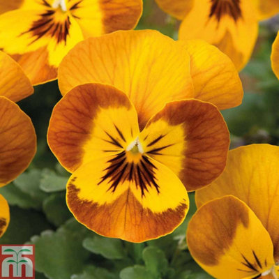 Viola Sorbet Honeybee - 24 Plants