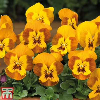Viola Sorbet Honeybee - 72 Plants