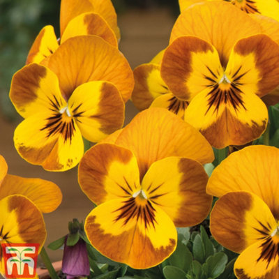 Viola Sorbet Honeybee - 72 Plants - 3