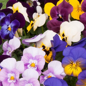 Viola Spring Mix Bedding Plants - Cheerful Blooms (10 Pack)