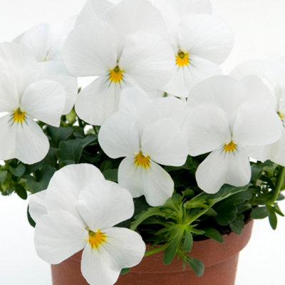 Viola White Bedding Plants - Elegant Blooms (10 Pack)