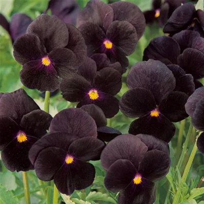 Viola x Cornuta Twix Black Viola Plants 12 Plug Plants
