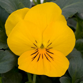 Viola Yellow Bedding Plants - Sunny Blooms (10 Pack)