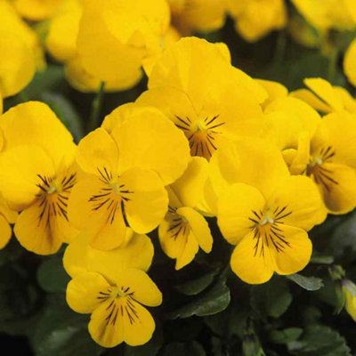 Viola Yellow Bedding Plants - Sunny Blooms (10 Pack)