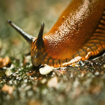 Vitax Slug Rid 300g Ready-to-Use Pelleted Bait Helps Deter Slugs and ...