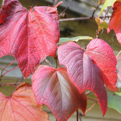Vitis coignetiae Crimson Glory Grape Vine Burgundy Plant 60cm Cane 3L Pot