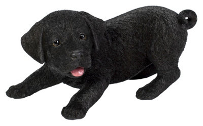Chocolade Labrador: De lieve, intelligente familie Retriever