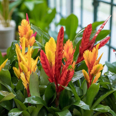 vriesea-flaming-sword-house-