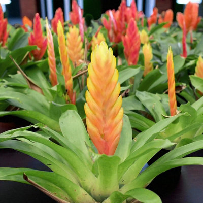 Vriesea Flaming Sword House Plant 2 x 12cm Pot - Exotic Indoor