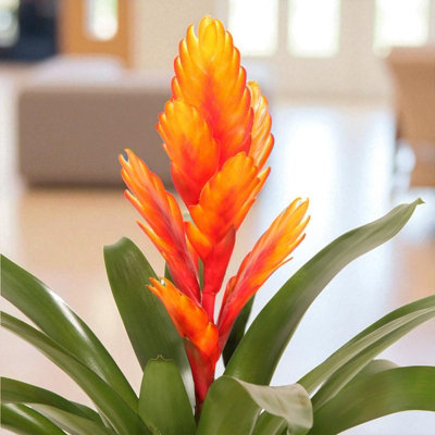 Vriesea Flaming Sword House Plant 2 x 12cm Pot - Exotic Indoor
