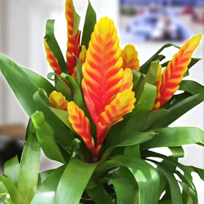 Vriesea Flaming Sword House Plant 2 x 12cm Pot - Exotic Indoor