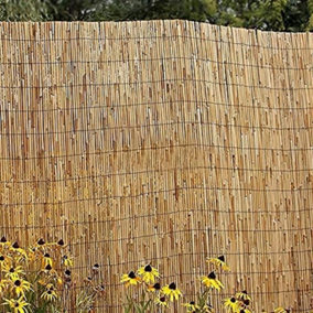 Wadan 1.5m x 5m  Extra Thick Natural Peeled Reed Fence - 8mm to 10mm Thick Hand-Woven Reed Fence Screening Roll for Garden Privacy