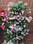 Wall Mounted Flower Tower Hold 14 Plants