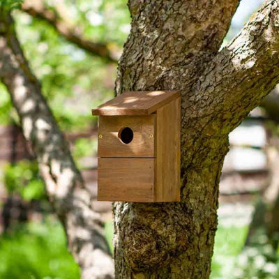 Wall Mounted Wild Garden Bird Nesting Box | DIY at B&Q