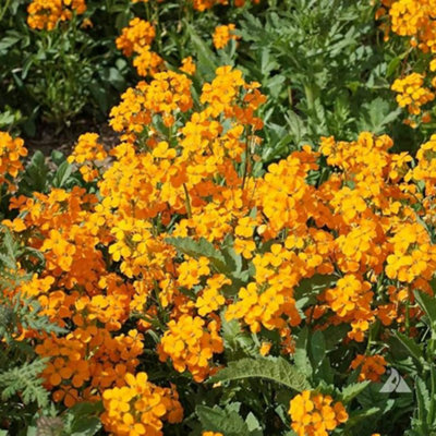 WallFlower Cheiranthus x allionii Orange Siberian  Perennial Seeds Planting 200 Seeds