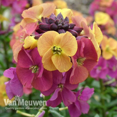 Wallflower Erysimum Artist Paintbox 3 Jumbo Plug Plants 50mm
