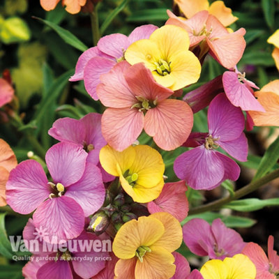 Wallflower Erysimum Artist Paintbox 3 Jumbo Plug Plants 50mm - 3