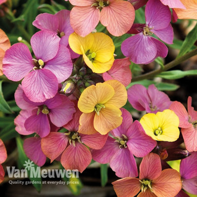 Wallflower Erysimum Artist Paintbox 6 Jumbo Plug Plants 50mm