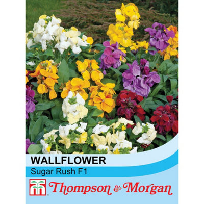 Wallflower Sugar Rush F1 Hybrid 1 Seed Packet (20 Seeds)