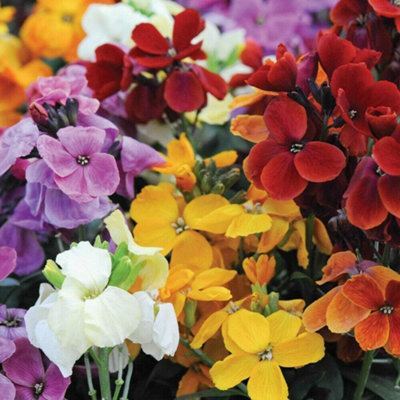 Wallflower Sugar Rush F1 Hybrid 1 Seed Packet (20 Seeds)