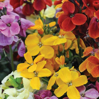 Wallflower Sugar Rush F1 Hybrid 1 Seed Packet (20 Seeds) - 3