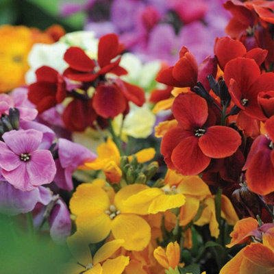 Wallflower Sugar Rush F1 Hybrid 1 Seed Packet (20 Seeds) - 4