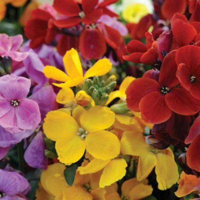 Wallflower Sugar Rush F1 Hybrid 1 Seed Packet (20 Seeds) - 5
