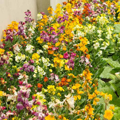 Wallflower 'Sugar Rush' Mix 60 Plugs