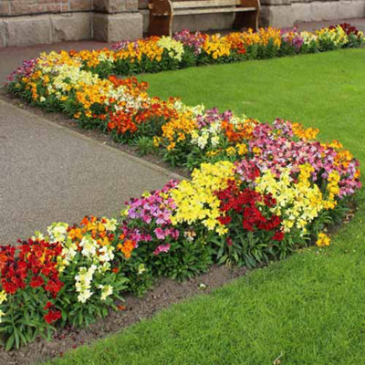 Wallflower 'Sugar Rush' Mix 60 Plugs