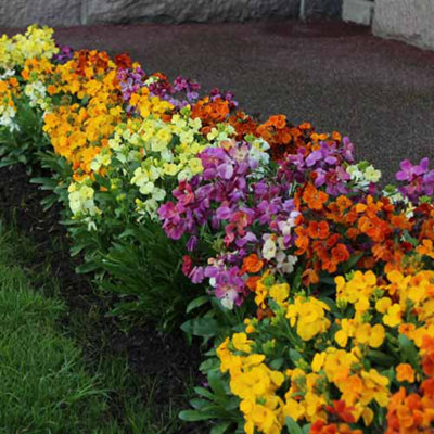 Wallflower 'Sugar Rush' Mix 60 Plugs - 3
