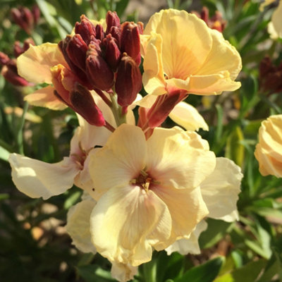 Wallflower Sunset Apricot Bedding Plants - Warm Hues (6 Pack)