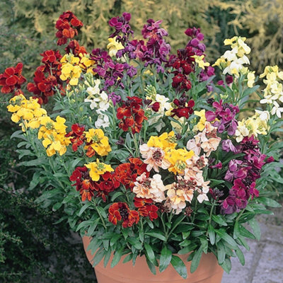 Wallflower Sunset Mixed Bedding Plants - Colorful Display (6 Pack)