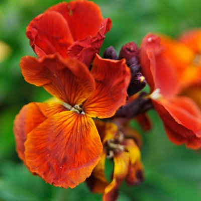 Wallflower Sunset Orange Bedding Plants - Warm Elegance (6 Pack)