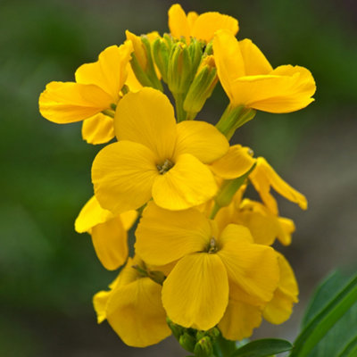 Wallflower Sunset Yellow Bedding Plants - Bright Sunshine (6 Pack)