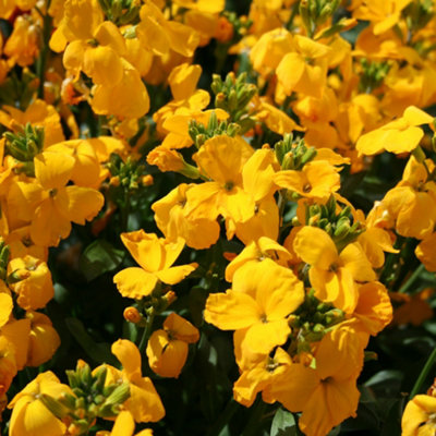 Wallflower Sunset Yellow Bedding Plants - Bright Sunshine (6 Pack)