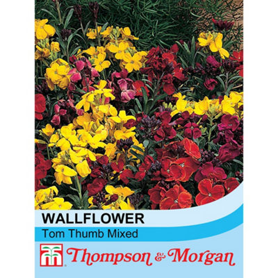 Wallflower Tom Thumb Mixed 1 Seed Packet (200 Seeds)